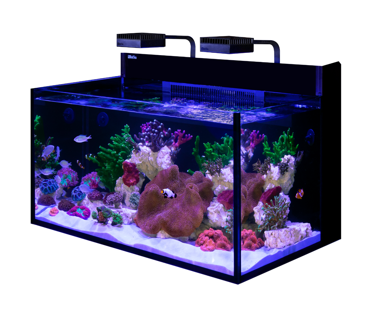 RedSea Max Nano G2 (RL60×2) XXL 50Hz 水槽 | NMCオンラインショップ