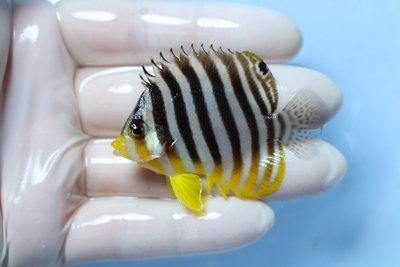 海水魚 | NMCオンラインショップ