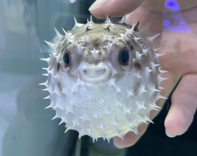 メイタイイシガキフグ