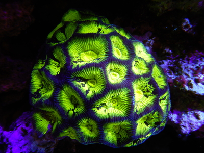 AUS カメノコキクメイシGreen L