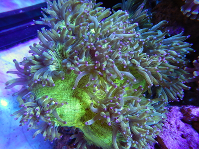 AUS トランペット（オオナガレ）Green M