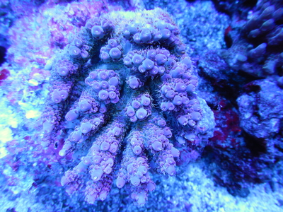 AUS アクロポラSP