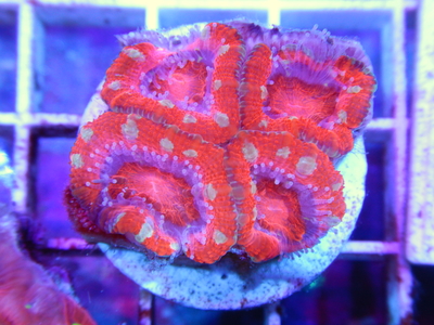 【Frag】AUS カクオオトゲキクメイシRed