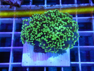 NMC オンラインストア