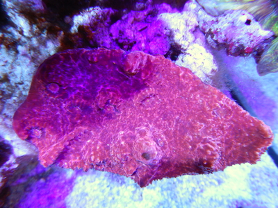 AUS キッカサンゴchalice Ultra