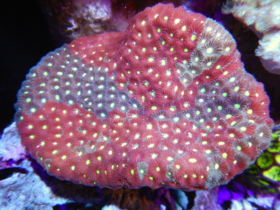 貝。サンゴ ハードコーラル | NMCオンラインショップ