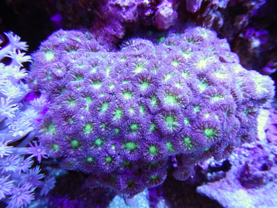 IND カビラタバネサンゴ グリーンメタリック