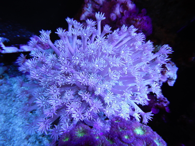 IND ハナガササンゴ パープル