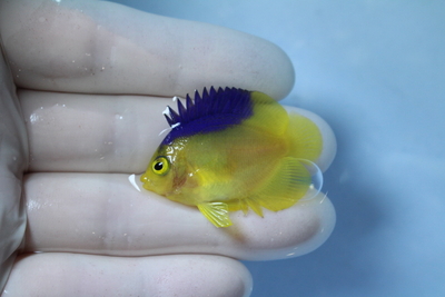 コリンズピグミーエンゼル カミハタブリード