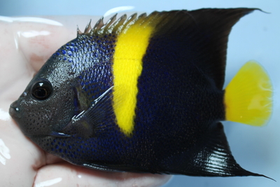 アラビアンエンゼルM