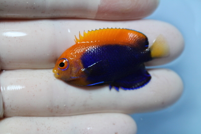 アフリカンピグミーエンゼル