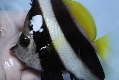 ハタタテダイLL