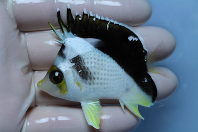 マーシャルティンカー×バーゲスHB ＜イエローアイバンド＞