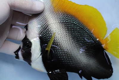 シマハタタテダイXL