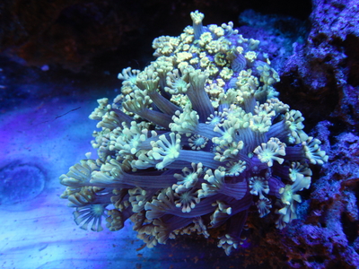 AUS アワサンゴUltra