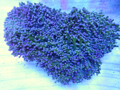 AUS コエダナガレハナサンゴ