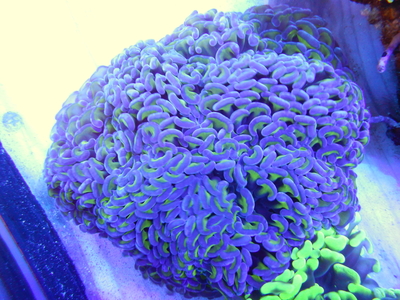 AUS ナガレハナサンゴTwo Tone