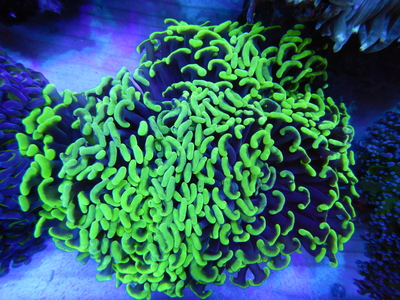 AUS ナガレハナサンゴTwo Tone