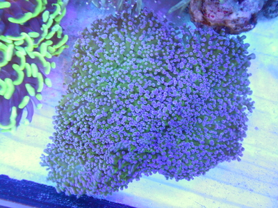 AUS コエダナガレハナサンゴ