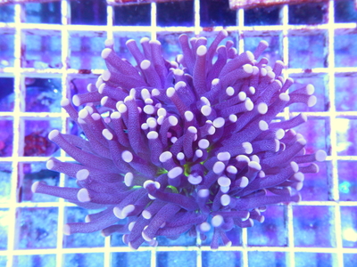 AUS Torch Coral Black Polyp Center Green 