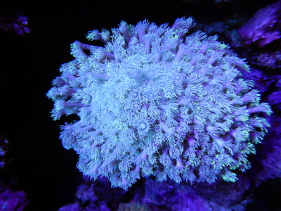 IDN ハナガササンゴ Green