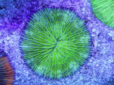 IDN クサビライシ Green