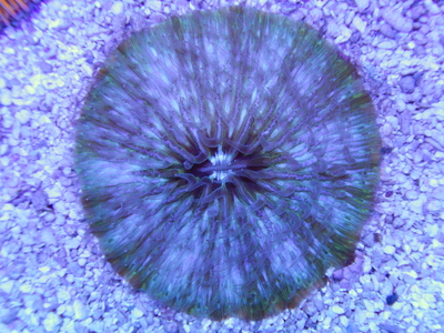 IDN クサビライシ Green