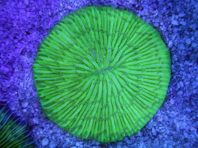 IDN クサビライシ Green