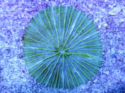 IDN クサビライシ Green