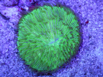 IDN クサビライシ Green