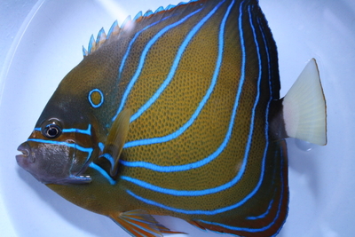 ロクセンヤッコ 成魚インド洋LL