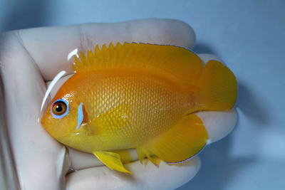 レモンピールエンゼル