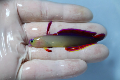 アケボノハゼ深場