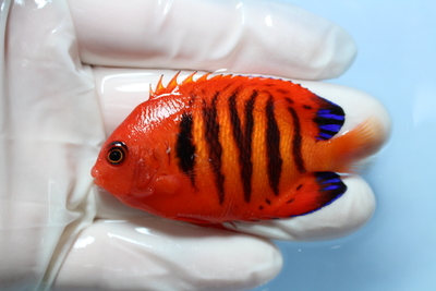 フレームエンゼルML