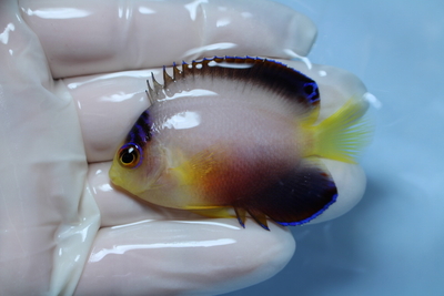 マルチカラーピグミーエンゼル