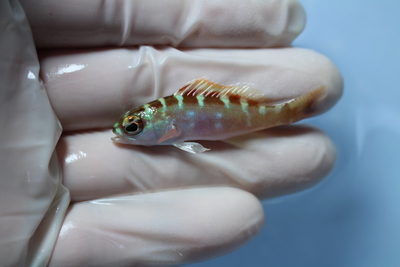 チョークバスレット