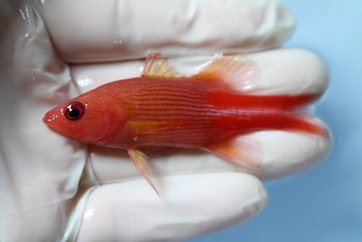 メニーストライプバスレット