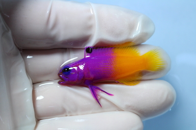 ロイヤルグラマ