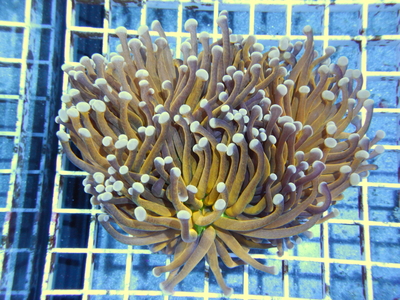 AUS Gold Torch Center Green