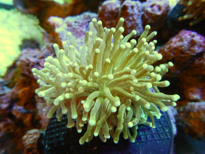 【Frag】AUS Torch Coral