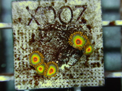 【Frag】USマメスナ ラスタレインボー