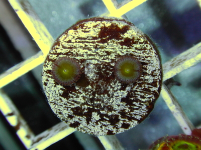 【Frag】USマメスナ Ice Age