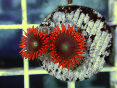 【Frag】USマメスナ PUNK ROCKER