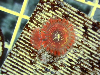 【Frag】USマメスナ アガベス