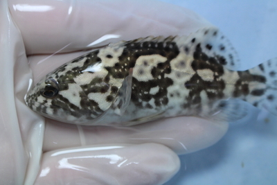 アカマダラハタ&times;タマカイ ブリード