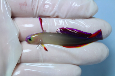 海水魚 | NMCオンラインショップ