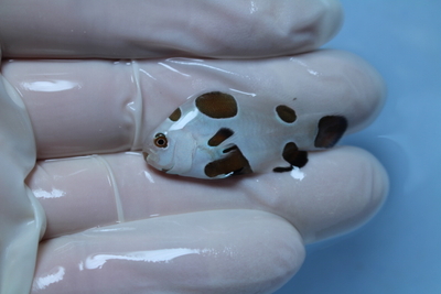 プラチナストームオセラリス 国内ブリード