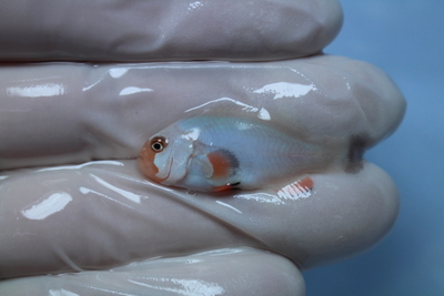 海水魚 | NMCオンラインショップ