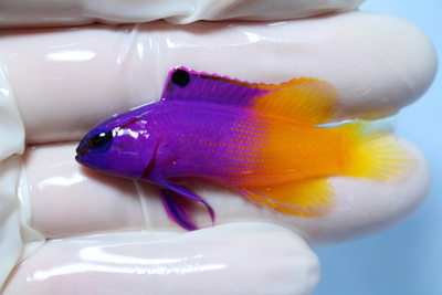 海水魚 | NMCオンラインショップ