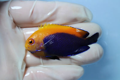 海水魚 | NMCオンラインショップ